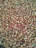 Cebule sprzedam odmiana Goldie, kaliber 35-50mm. Luzem lub big bag, ok 12 ton.