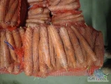 Sprzedam marchew handlową brudną worek 10 kg układana