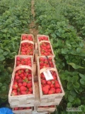 Sprzedam Truskawkę.Towar sztywny.
