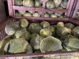 Sprzedam kapustę białą, jakość marketowa,zdrowa i czysta, kaliber 1,2-3,5kg
