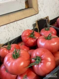 Sprzedam Pomidora Malinowy 
