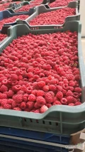 Sprzedam maline tegoroczną zmrożoną impory
