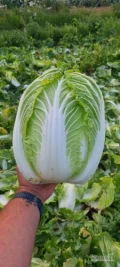 Witam, sprzedam kapuste pekińska. Waga około 2-2,5kg. Sprzedaż na kilogramy jak i na sztuki. Ilości paletowe. 