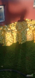 Na sprzedaż posiadam cebulę obierana ładna duża kaliber od 4,5+. Do 8 cebula obierana ręcznie pakowana w worki 10kg wiazane szukam...