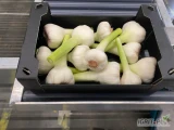 Sprzedam młody czosnek 50/70 i 60/80 karton 5 kg. Ilości tirowe i paletowe.