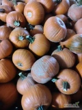 Sprzedam dynię halloweenową typu Gomez, odmiana Mars. Ilość 28 skrzyniopalet. Po przesortowaniu i przygotowaniu powinno być ok 6-7t...