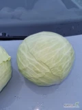 Sprzedam bardzo ładną kapustę, typowy market, główki zbite, czyste,  waga 1-3,5 kg
