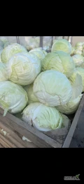 Kapusta biała przemysłowa. Duże, czyste główki 3kg+. Opakowanie do uzgodnienia, możliwość transportu.