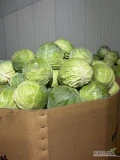 Sprzeda kapuste młodą , kal. 2-4 kg

