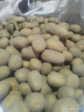 Sprzedam ziemniaki z jasnej ziemi . Kabiler 5,5 plus. Opakowanie ,big-bag lub luz 