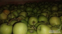 Sprzedam jabłka odmiany Golden, jabłko czyste ładne rwane od 6,5. Sprzedam Za wagę w skrzyni.