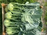 Sprzedam kalarepę, piękny liść, ładna główka 