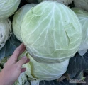 Sprzedam kapustę białą z przeznaczeniem na przemysł. Odmiany Passat oraz Report idealne do kwaszenia.