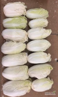 Sprzedam kapustę pekińską na przemysł np. na surówki, kimchi. Waga 0,3 - 0,9 kg. Jasny kolor - patrz zdjęcia. Czysto obrana. Ilość...