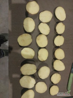 Ziemniaki pakowane w worki 5,10,15 kg.

Odmiana Vinieta