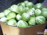 Kupię kapustę białą handlową czysta bez wcierniastka kaliber 1kg +4 kg w karton boks cena 2 zł BRUTO ilości tirowe płatne na...