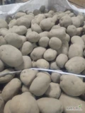 Sprzedam ziemniaki z jasnej ziemi kaliber 4.5+ Soraya 