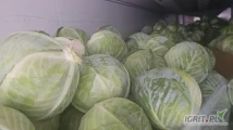 Witam sprzedam kapustę Białą-Czerwoną-Włoską marketową I przemysłową pakowaną w karton box ilości tirowe zainteresowanych...