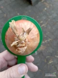 Oferuję cebulę hybelle . Towar suchy,zdrowy,bez znamion chorób dobrze leżakująca.kalibracja 5+.po koszu przyjeciowym. Cebula o mocnej...