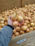 Sprzedamy cebula sortowana po obcinarce i stole , sortowana wg kalibru 40/50 40/60 50/70 60/80 70+ . Kaliber i opakowanie do ustalenia...
