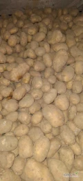 Sprzedam grube ziemniaki odmiany Colomba. Kaliber od 60mm. Ilość około 16 ton. Towar zdrowy, bez parcha. Kontakt 512217370