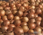 Kupię cebulę żółtą 5/7 oraz 6/8, worek raszlowy 10 kg. Ilości cało samochodowe. Tylko zdrowy, ładny, czysty towar bez szkodników...