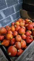Sprzedam dynię Hokkaido, która została zebrana przed mrozem! Około 10 ton. Możliwość naszykowania od 900 kg