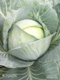 Witam sprzedam kapustę agresor o wadze 3-5 kg w ilościach około 1000 sztuk odbiór z domu. Pozdrawiam 