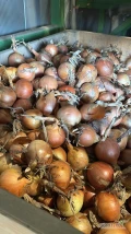 Sprzedam cebule na obieranie i worek   TIRowe patelnia tel. 601564836 