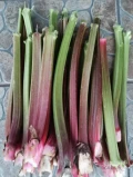 Sprzedam rabarbar zielony cena 5zł/kg ok.100kg