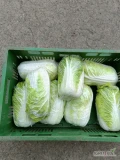 Sprzedam kapustę pekińską 0,7-1,8 kg ilości paletowe