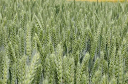 Trzeci tydzień marca'25 - zboża znacznie droższe niż przed rokiem