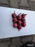 Sprzedam cebulę czerwona. Kaliber 4-5  cm około 2  tonyi oraz  5-9 cm około 10 ton.