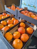 Sprzedam dynie Hokkaido. Ładnie wybarwiona. Ilości hurtowe . Możliwość naszykowania w dowolne opakowanie. Opcja transportu. 