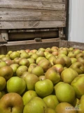 Sprzedam Boskoop - ok 2.5 do 3 ton. 7+, chłodnia, jabłko w bardzo dobrej kondycji. 