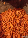 Sprzedam świeży odsort marchewki. Luzem w skrzyniopaletach, dostępne około 2 tony Może trochę więcej. Posiadam wagę na skrzynie...