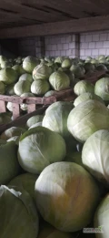 Sprzedam kapuste białą i czerwoną jakość marketowa kaliber 1-4 kg luzem w skrzyniopaletach jednorazowo do 5 ton, możliwość...