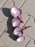 Sprzedam cebulę czerwoną red tide na worek  4,5-6 zdrowa i sucha 