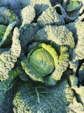 Sprzedam ładną kapustę włoską na sztuki 