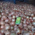 Witam,mam do sprzedania cebulę na worek odmiana-hajtun nie sortowana .