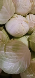Sprzedam kapustę białą przemysłową 3-7 kg cięka krajanka 