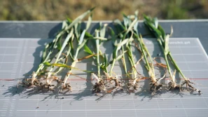 Kondycja rzepaku i zbóż ozimych przed zbiorami - odmiany na sezon 2024