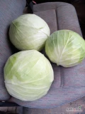 Sprzedam ładną kapustę przemysł odmiana Report. BigBag, Karton. Duża ilość. Możliwy transport.