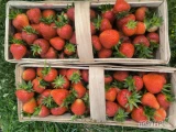 Sprzedam truskawkę odmiana Verdi. Ok 600-800 koszy. 