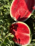 We are ready to export watermelon from greek growers to Polish wholesalers interested to import watermelon