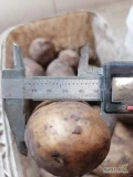 Kupię ilości tirowe ziemniaki odmian jadalnych w bb lub luzem w kalibrze 5+ w jakości handlowej beż parcha drutowcow i z jedrną skóra...