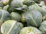 Sprzedam kapustę
