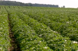 COBORU: lista zalecanych odmian ziemniaków - bardzo wczesne i wczesne