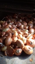 Sprzedam cebulę płaską odmiana stuttgarter idealna na wysadke szczypior. Cena 1.80kg pakowane big bag 