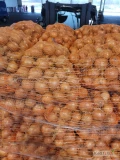 Kupie cebule żolta kal.45-80 pakowana w worki po15kg odbieram dwa razy w tygodniu po 14palet płatność przy załadunku
